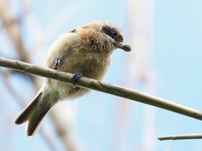 La preda del Pendolino : Larinioides sp. - Lago Trasimeno (PG)